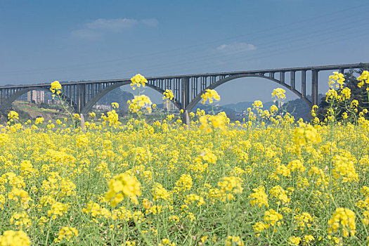 油菜花