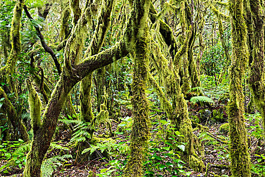 苔藓,树,树林,加拉霍艾国家公园,加纳利群岛,西班牙