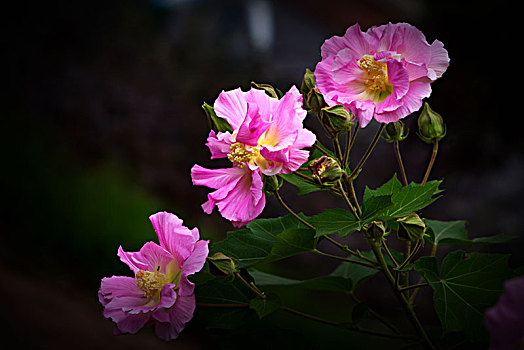 芙蓉花,木芙蓉,木莲