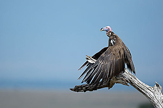 肉垂秃鹫,弄干,翼,马赛马拉国家保护区,肯尼亚,非洲