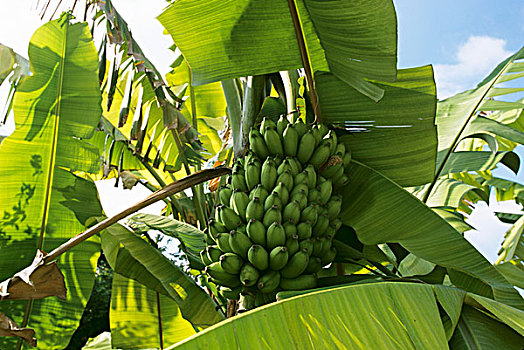 香蕉串,植物