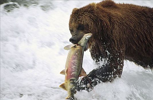 大灰熊,棕熊,抓住,三文鱼,阿拉斯加