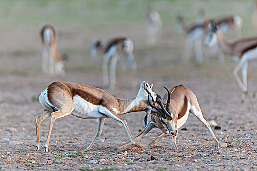 雄性,跳羚,争斗,支配,交际,牧群,卡拉哈迪大羚羊国家公园,北开普,南非,非洲