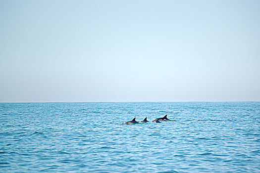 宽吻海豚,背鳍,东开普省,省,南非,非洲
