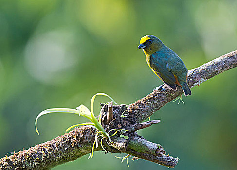 栖息,树枝,省,哥斯达黎加,北美