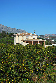 橘林,农舍,安达卢西亚,西班牙