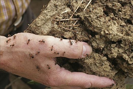 环保主义者,蚂蚁,生物群