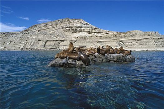 南美海狮,南海狮,群,休息,石头,瓦尔德斯半岛,巴塔哥尼亚,阿根廷