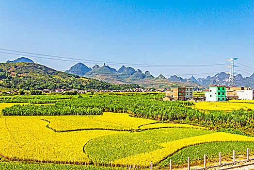 秋季成熟的稻田田园村庄景观背景