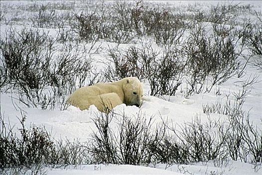 北极熊,睡觉,积雪,风景