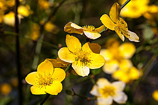 迎春,迎春花,黄花