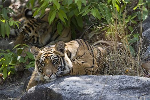 孟加拉虎,虎,幼兽,班德哈维夫国家公园,中央邦,印度