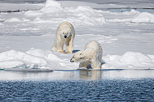 挪威,斯瓦尔巴特群岛,浮冰,大,北极熊,追逐,幼兽