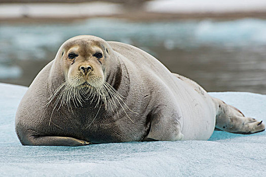 挪威,斯瓦尔巴特群岛,7月14日,髯海豹,浮冰