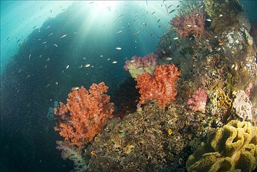 珊瑚,生态系统,石灰石,岛屿,印度尼西亚