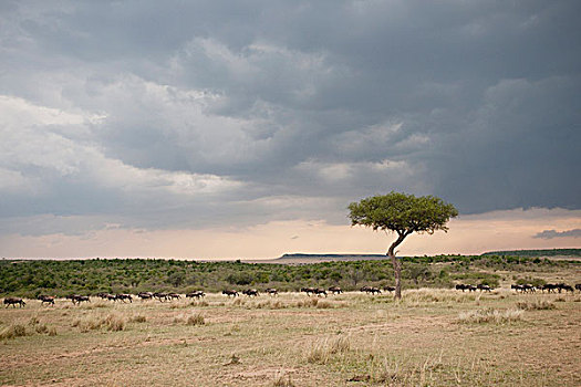 刺槐,肯尼亚,非洲