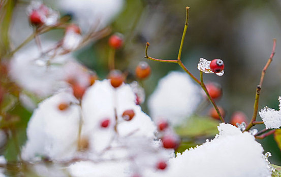 重庆酉阳,低温下的乡村雪意