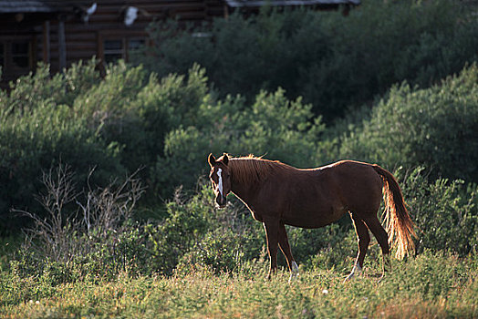 马,站立,草场,艾伯塔省,加拿大
