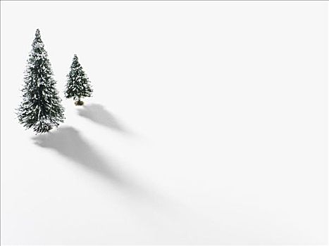 积雪,冷杉