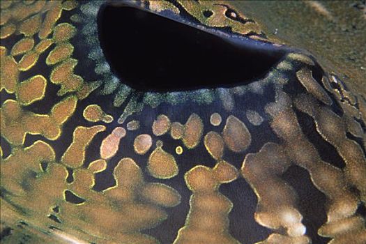 巨蛤,特写,印度尼西亚