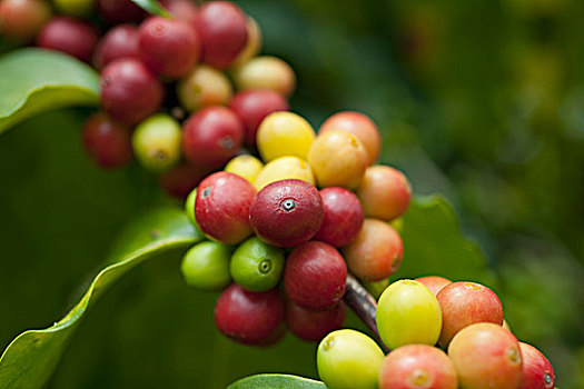 咖啡,樱桃,树,夏威夷,美国