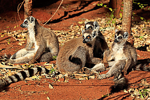 节尾狐猴,狐猴,成年,贝伦提保护区,马达加斯加,非洲