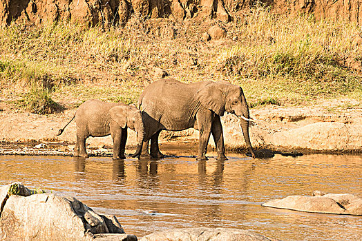 雌性,大象,非洲象,幼兽,堤岸,马拉河,塞伦盖蒂国家公园,坦桑尼亚