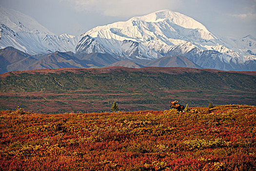 驼鹿,秋天,苔原,正面,积雪,山峦,阿拉斯加,山脉,德纳里峰国家公园