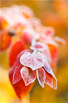 霜,红叶,特写,秋天