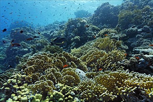 特色,珊瑚礁,网,珊瑚,礁石,鱼,兄弟群岛,红海,埃及,非洲