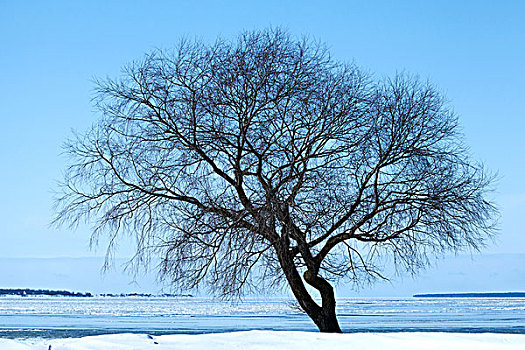 一个,冬天,树,剪影,海岸