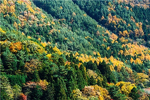 秋日树林,山
