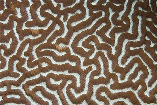 脑珊瑚,马尔代夫,南亚