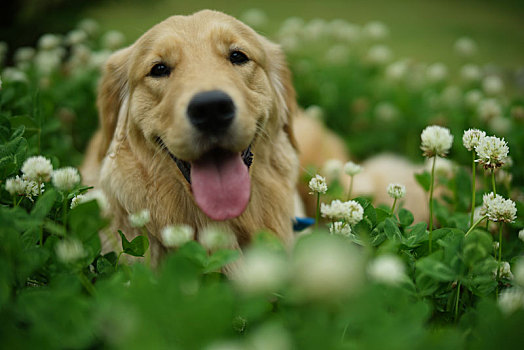 花丛中的金毛犬