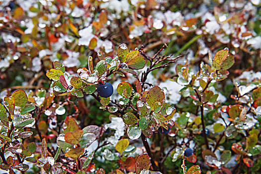 蓝莓,第一,雪,陆地,桥,国家,保存,国家公园,靠近,蜿蜒,温泉,西北地区,阿拉斯加,美国