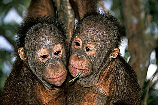 猩猩,黑猩猩,头像,鬼脸,婆罗洲