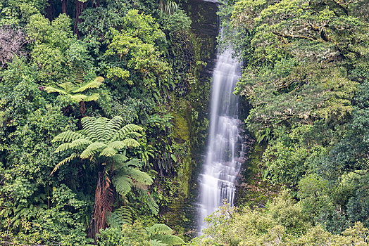 小,瀑布,雨林,乌雷威拉国家公园,北岛,新西兰,大洋洲