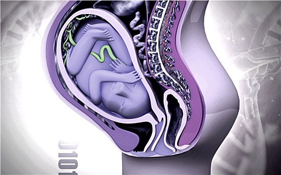 怀孕,身体部位,胎儿