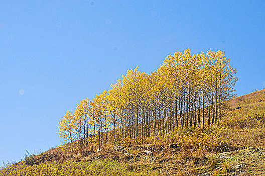 新疆阿勒泰喀纳斯秋天山上黄色白桦树林
