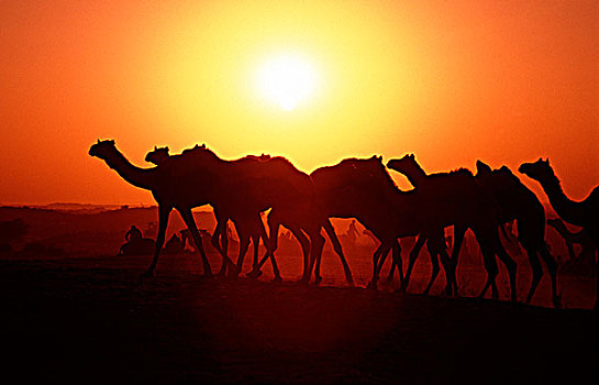 普什卡,骆驼,荒芜