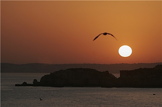 海鸥,飞行,太阳