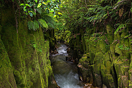 河,努伊,峡谷,雨林,树林,北岛,新西兰,大洋洲