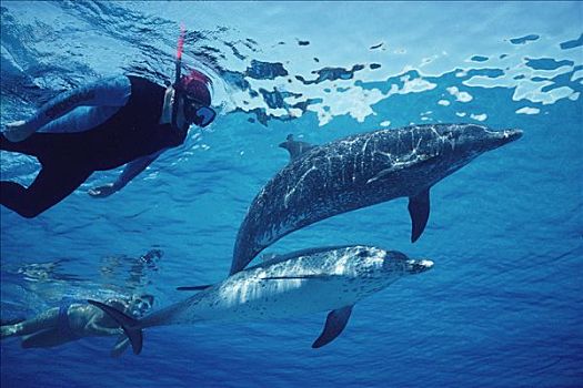 水下呼吸管,游动,大西洋点斑原海豚,花斑原海豚,巴哈马