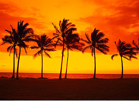 棕榈树,日落,夏威夷,美国