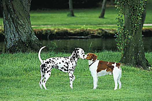 斑点狗,狗,会面,布列塔尼半岛,长毛垂耳狗