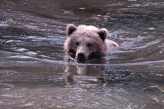 大灰熊,棕熊,年轻,阿拉斯加,美国,北美