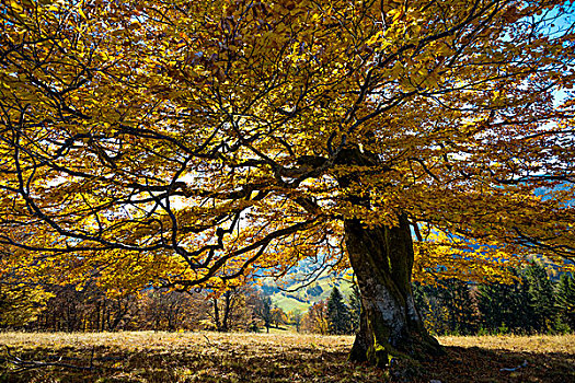 秋天,彩色,山毛榉,黑森林,巴登符腾堡,德国,欧洲