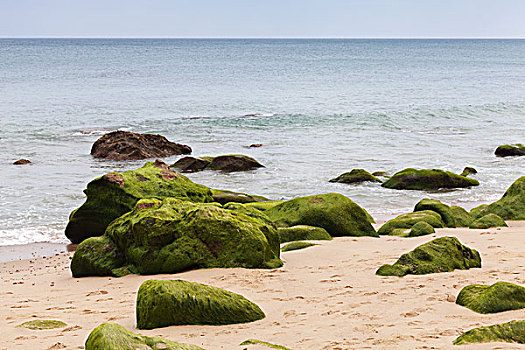 大西洋,海岸,绿色,石头,藻类,丹吉尔,摩洛哥