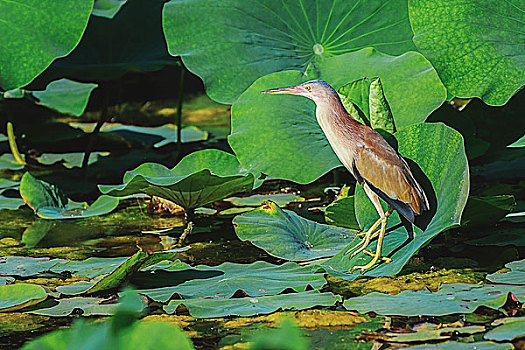 黄苇鳽,yellowreed