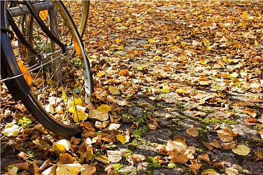 自行车,秋天,叶子